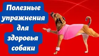 Самые полезные упражнения для  здоровья вашей собаки.