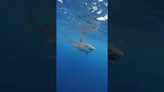 😱POV: Te encuentras un Tiburón en el Océano🦈