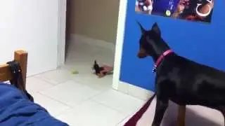 прикол с доберманом