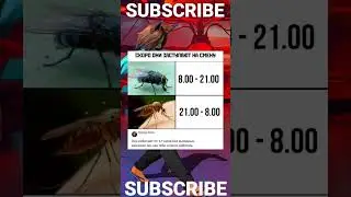 #memes