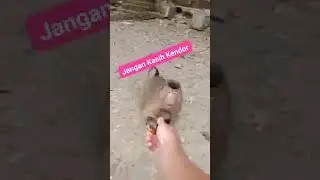 Si Manik Pawang Kera Sumatra Utara!!!