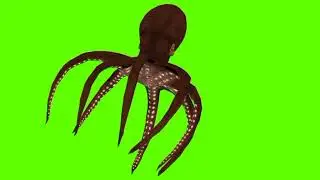 Green screen Octopus video | Octopus walking green screen