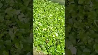 рассада клубники Клери, Мурано