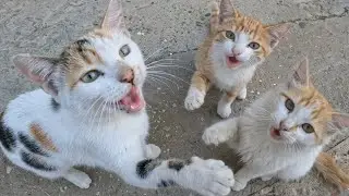 A lovely encounter with three cute cats who came to greet me and asked for food   😻❤️