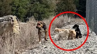 The exhausted mother called for help! She tried to save 16 of her children!