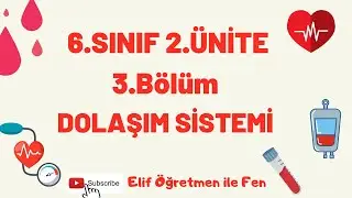 6.SINIF 2.ÜNİTE 3.BÖLÜM Dolaşım Sistemi