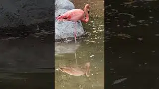 Beautiful flamingo 🦩 