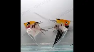 Скалярия кои вуалевая (Pterophyllum scalare)