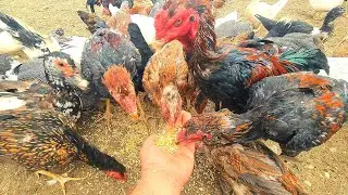 DÜNYANIN EN KEYİFLİ İŞİ?DÜNYAYI YESELER ACIMAM! #gezentavukçiftliği