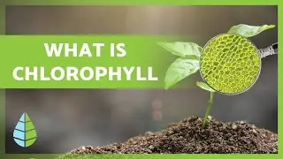 What is CHLOROPHYLL 🌿 Function, Types and more 👇