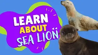 All About Sea Lions for Kids: 🌊 Fun Sea Lion Facts and Information for Children 🦭