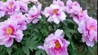 Символ богатства- пионы