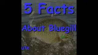 5 Facts About Bluegill In Under One Minute #Shorts