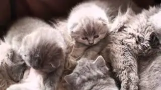 GOGO KITTEN 2015