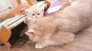The hungry kittens meowing loudly and running after Mom Cat to ask for food after playing is so cute