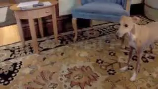 Italian Greyhound vs. whoopee cushion - round 2