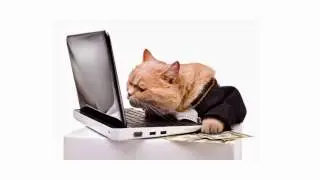Amazing Cat Programming Video