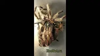 Линька паука-птицееда (Grammostola Rosea)
