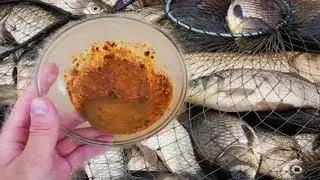 In the heat, all the fish peck at it. The most cunning bait, will catch all the fish