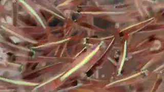 @_CardinalTetra_