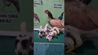 FILHOS DO BARBUDO 20 MIL PARCEIRO RONALDO