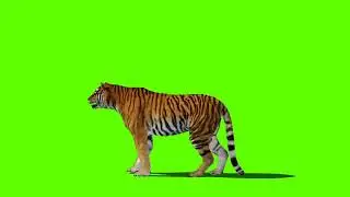 Tiger Green Screen | Green Screen Tiger Attack, Style - 1| No Copyright Video |