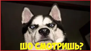 5 МИНУТ СМЕХА | ПОПРОБУЙ НЕ ЗАСМЕЯТЬСЯ, а у тебя не получится!