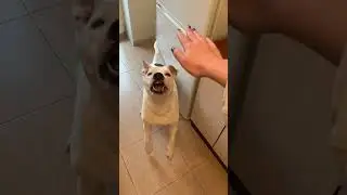 Рокки и его хитрость🥰 