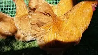 Орпингтон палевый