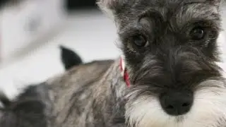 Miniature schnauzer - FUNNY LOOKs and Personalities