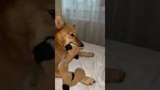 Когда постиг дзен, но тебя пытаются отвлечь. Черный кот и карело-финская лайка. 