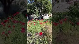 Мое маковое поле