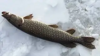10 ноября, а мы на рыбалку