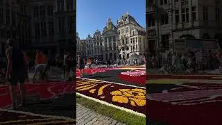 Tapete o alfombra floras #bruselas  #belgium #belgica #belgiumtravel #flores #flowers #shortvideo