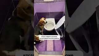 Техническая ошибка😅