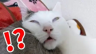 うちの猫の寝顔で笑わなかったら勝ち