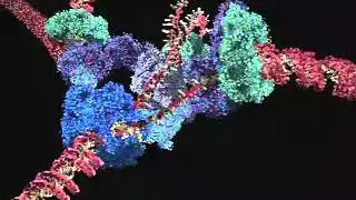 DNA replication