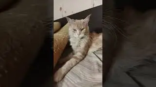 Мама кошка бьёт своего котёнка.