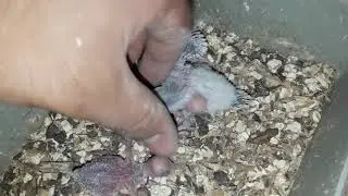 gerı donus basladı