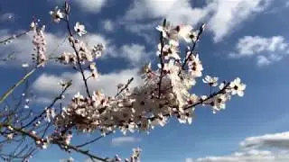 Tango Weavers Dance - Relaxing Music  Piano Music,