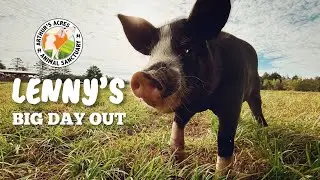 Lenny our new rescue pig meets all his new friends