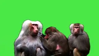 monkey greenscreen video | copyright free