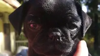 Tito and Rosie 2017