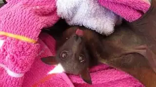 Cranky bat eats a banana