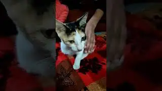 #cutecat#catshorts#cat#catlover#viralshorts#animals#animallover#trending#viralvideo