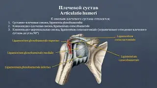 Анатомия плечевого сустава: строение, классификация, фиксирующий аппарат, движения