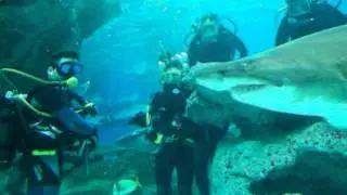Blue Planet Aquriam Sponsored Shark Dive