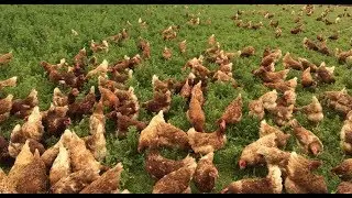 Rüyada Tavuk Görmek Ne Anlama Gelir?, Rüyada Tavuk Görmek