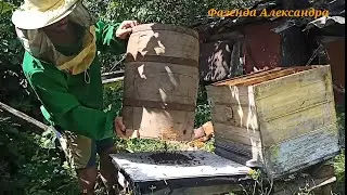 БОЧКА ЛОВУШКА,  РОЙ ПОЙМАЛСЯ!