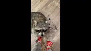 Raccoon Tema and the dogs brought their owner to tears.